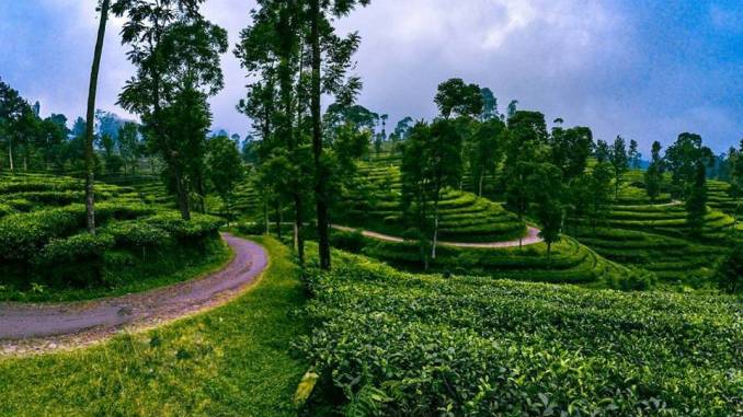 Agrowisata Perkebunan Teh Pagilaran